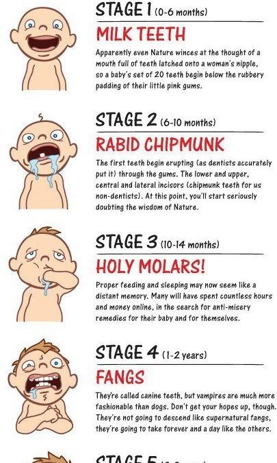 The Stages of Teething